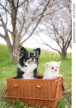 A black long coat Chihuahua in a basket in front of a row of cherry blossom trees and a white long coat Chihuahua still a puppy A black long coat Chihuahua in a basket in front of a row of cherry blossom trees and a white long coat Chihuahua still a puppy 85175804