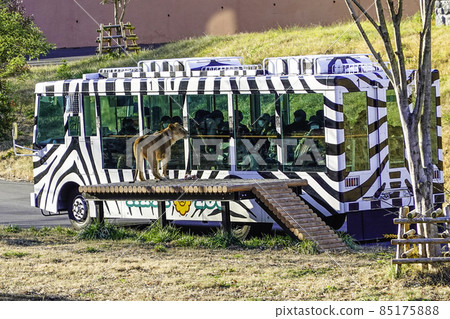 獅子巴士和獅子2 獅子巴士和獅子2 85175888