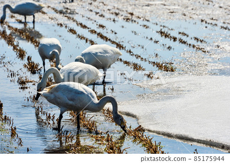 A flock of migratory birds landing on rice [Swan] [Nagano Prefecture] 85175944