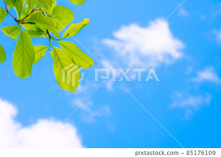 Shiraki lotus no young leaves 85176109