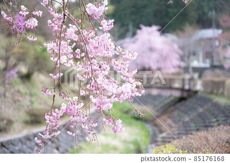 日本里山春天櫻花盛開的風景,很容易用於鄉村春天的形象1 日本里山春天櫻花盛開的風景,很容易用於鄉村春天的形象1 85176168
