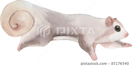 Adorable Sugar Glider aka Petaurus breviceps watercolor, walking side ways, looking straight ahead. Isolated on white backgound. Adorable Sugar Glider aka Petaurus breviceps watercolor, walking side ways, looking straight ahead. Isolated on white backgound. 85176540
