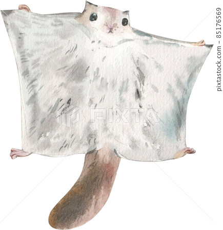 Adorable Sugar Glider aka Petaurus breviceps watercolor, walking side ways, looking straight ahead. Isolated on white backgound. 85176569