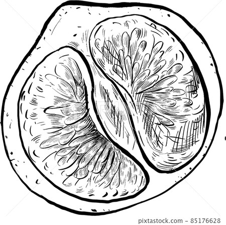 Orange fruit line art handdrawn clipart png Orange fruit line art handdrawn clipart png 85176628