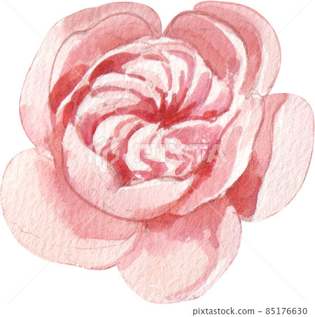 Rose flower watercolor clipart png Rose flower watercolor clipart png 85176630