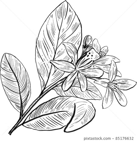 Orange fruit line art handdrawn clipart png Orange fruit line art handdrawn clipart png 85176632