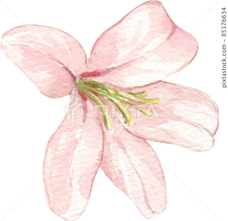 Rose flower watercolor clipart png 85176634