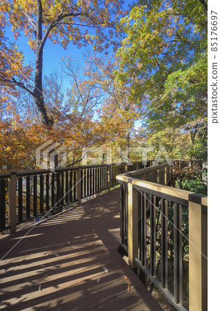 Sayama Hills of Autumn Leaves, Konara Forest Observation Deck in Adventure Forest 85176697