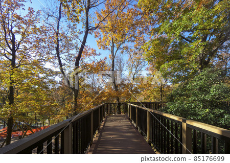 Sayama Hills of Autumn Leaves, Konara Forest Observation Deck in Adventure Forest 85176699