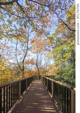 Sayama Hills of Autumn Leaves, Konara Forest Observation Deck in Adventure Forest 85176700