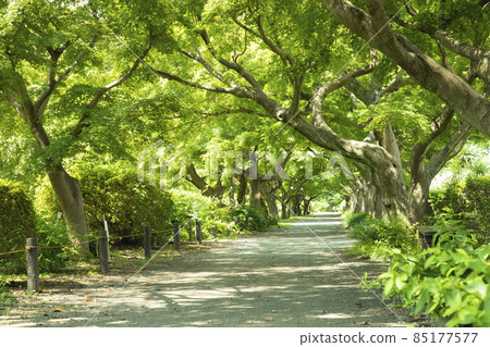小石川植物園 85177577