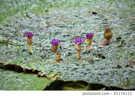 Water lilies 85178113