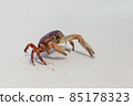 Hairy leg mountain crab 85178323