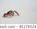 Hairy leg mountain crab 85178324