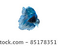 betta splendens 85178351