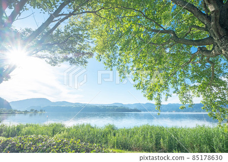 Fresh green and early summer image around Togo Pond 85178630