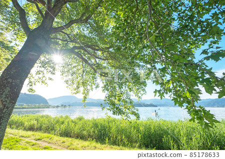 Fresh green and early summer image around Togo Pond 85178633
