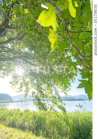 Fresh green and early summer image around Togo Pond 85178638