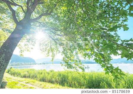 Fresh green and early summer image around Togo Pond 85178639