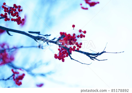 與雪的羅文漿果 與雪的羅文漿果 85178892