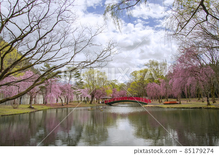 湯澤中央公園的越後湯澤櫻花 湯澤中央公園的越後湯澤櫻花 85179274