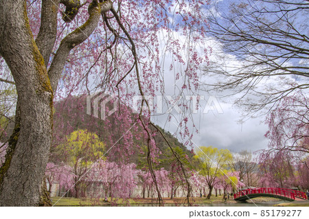 Echigo Yuzawa Sakura in Yuzawa Central Park Echigo Yuzawa Sakura in Yuzawa Central Park 85179277