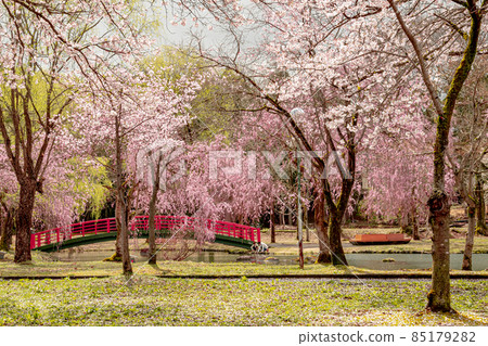 湯澤中央公園的越後湯澤櫻花 湯澤中央公園的越後湯澤櫻花 85179282