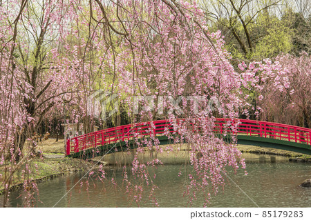湯澤中央公園的越後湯澤櫻花 湯澤中央公園的越後湯澤櫻花 85179283