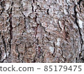 Bark of Norway spruce 2 85179475