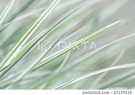 Decorative green and white striped grass. Arrhenatherum elatius bulbosum variegatum. Soft focus. Natural background. Decorative green and white striped grass. Arrhenatherum elatius bulbosum variegatum. Soft focus. Natural background. 85179519