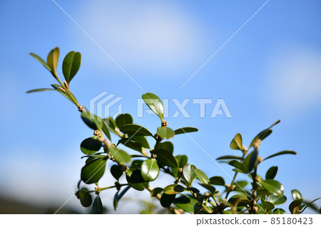 Evergreen tree, boxwood leaves Evergreen tree, boxwood leaves 85180423