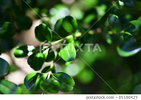 Evergreen tree, boxwood leaves Evergreen tree, boxwood leaves 85180425
