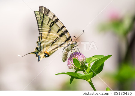 Beautiful Butterfly Scarce Swallowtail, Sail Swallowtail, Pear-tree Swallowtail, Podalirius. Latin name Iphiclides podaliriu. Butterfly collects nectar on flower. Beautiful Butterfly Scarce Swallowtail, Sail Swallowtail, Pear-tree Swallowtail, Podalirius. Latin name Iphiclides podaliriu. Butterfly collects nectar on flower. 85180450