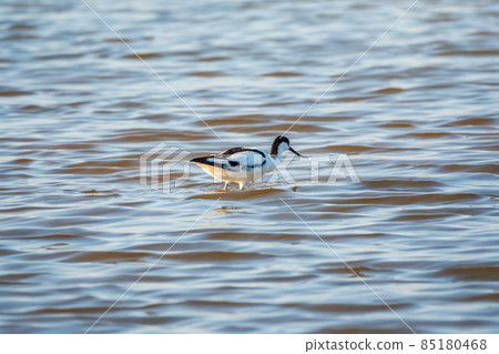 Water bird pied avocet, Recurvirostra avosetta, feeding in the lake. The pied avocet is a large black and white wader with long, upturned beak Water bird pied avocet, Recurvirostra avosetta, feeding in the lake. The pied avocet is a large black and white wader with long, upturned beak 85180468