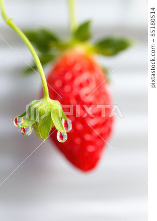 A new kind of strawberry reflected in the drops (Kanakomachi, December, vertical) A new kind of strawberry reflected in the drops (Kanakomachi, December, vertical) 85180514