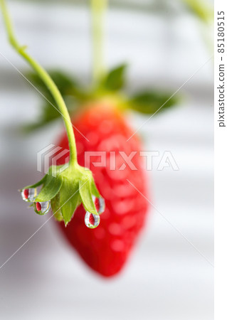 A new kind of strawberry reflected in the drops (Kanakomachi, December, vertical) A new kind of strawberry reflected in the drops (Kanakomachi, December, vertical) 85180515