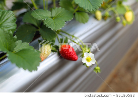 A new kind of strawberry, Kanakomachi flower and fruit (Kanakomachi, December) that grows in a greenhouse A new kind of strawberry, Kanakomachi flower and fruit (Kanakomachi, December) that grows in a greenhouse 85180588