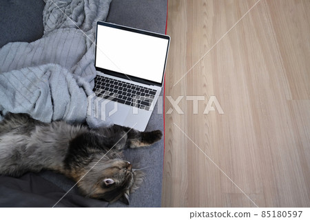 Lovely cat sleeping on comfortable sofa next to a laptop computer. Lovely cat sleeping on comfortable sofa next to a laptop computer. 85180597