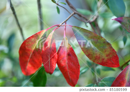 Autumn leaves of the vine, Kadsura japonica (real kudzu) 85180599