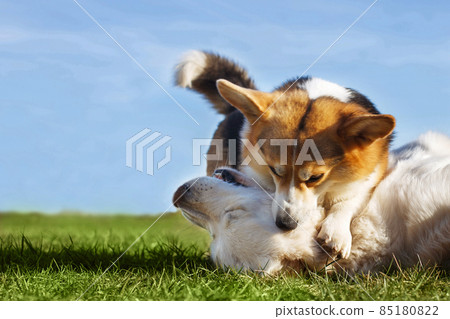 Welsh Corgi Pembroke and Golden Retriever playing in the garden on green grass. Dods have fun 85180822