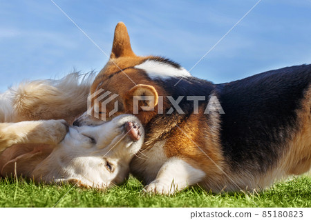 Welsh Corgi Pembroke and Golden Retriever playing in the garden on green grass. Dods have fun Welsh Corgi Pembroke and Golden Retriever playing in the garden on green grass. Dods have fun 85180823