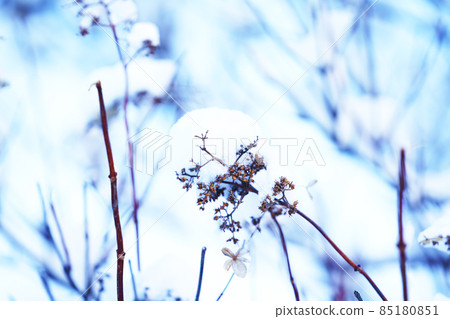 Snow-covered winter dead Panicled hydrangea Snow-covered winter dead Panicled hydrangea 85180851
