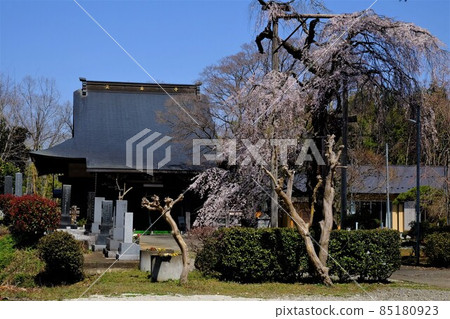 初春的清門寺[3月相模原市築井] 85180923