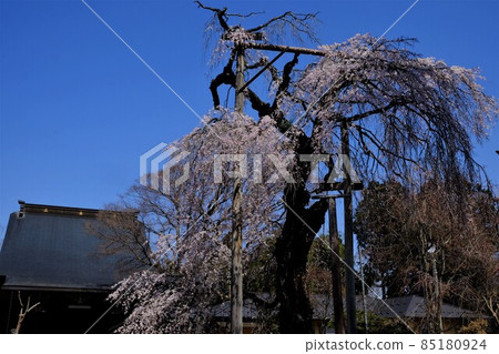 神奈川縣100棵名樹的垂枝櫻花[3月相模原市築井市] 85180924