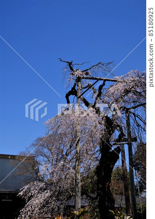 神奈川縣100棵名樹的垂枝櫻花[3月相模原市築井市] 85180925