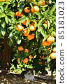 Cat under a tangerine tree 85181023