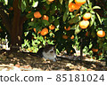 Cat under a tangerine tree 85181024