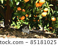 Cat under a tangerine tree 85181025