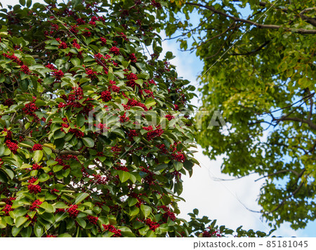 Ilex rotunda tree with red fruits Ilex rotunda tree with red fruits 85181045