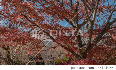 Autumn leaves and winter sky 85181066